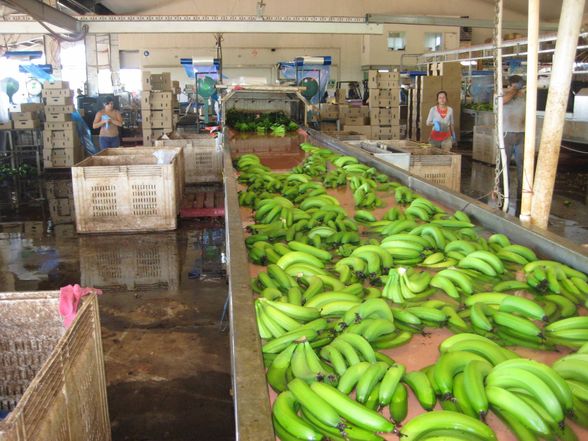 Australien 5 bananafarm - 