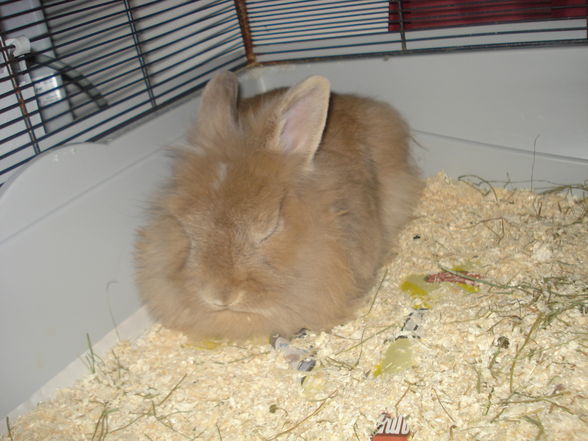 unser neuer mitbewohner hase - 