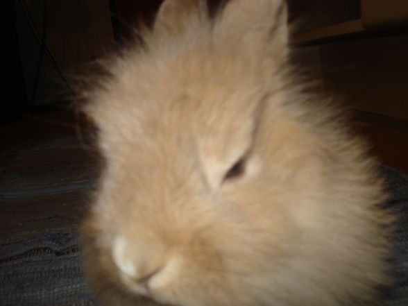 unser neuer mitbewohner hase - 