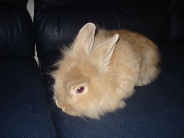 unser neuer mitbewohner hase - 