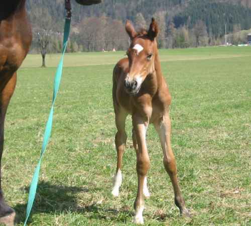 Mein Pony und mein Baby - 