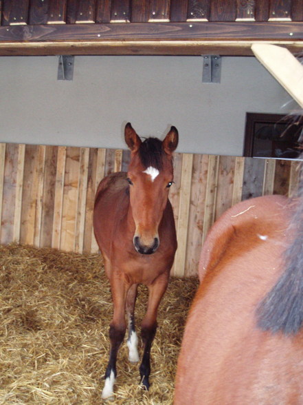 Mein Pony und mein Baby - 