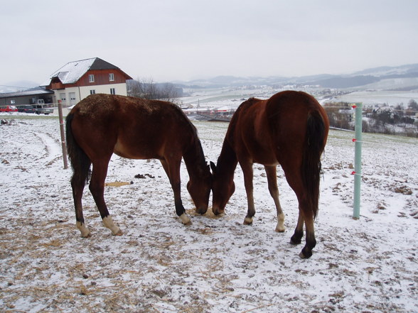 Mein Pony und mein Baby - 