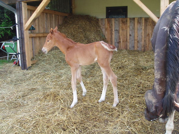 Mein Pony und mein Baby - 