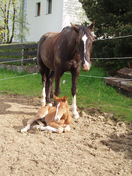 Mein Pony und mein Baby - 