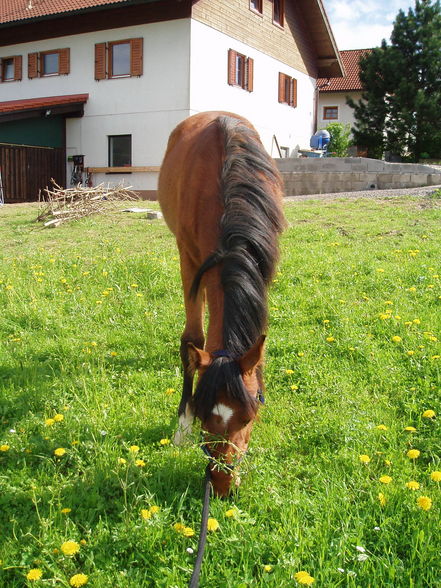 Mein Pony und mein Baby - 