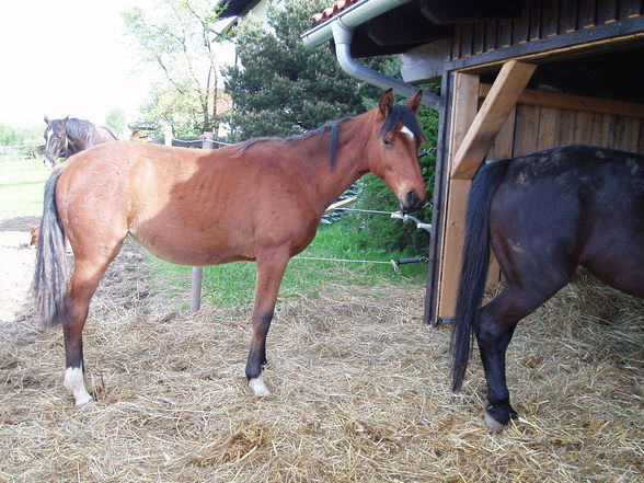 Mein Pony und mein Baby - 