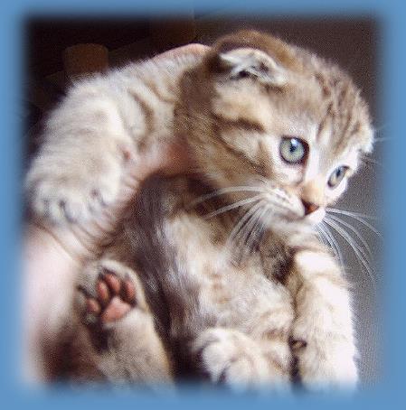 baby cat - 