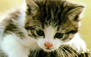 baby cat - 