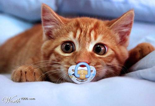 baby cat - 