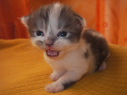 baby cat - 