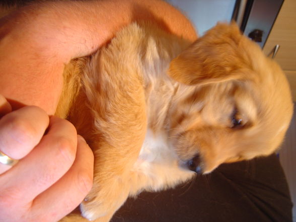 Golden Retrieverbabys - 