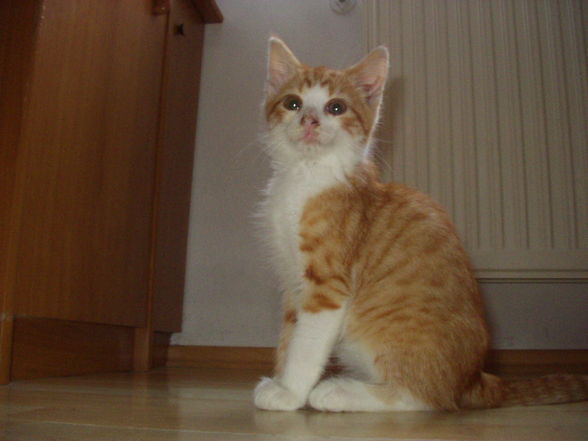 Katze Rusty - 