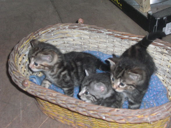 Katzenbabys - 