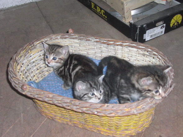 Katzenbabys - 