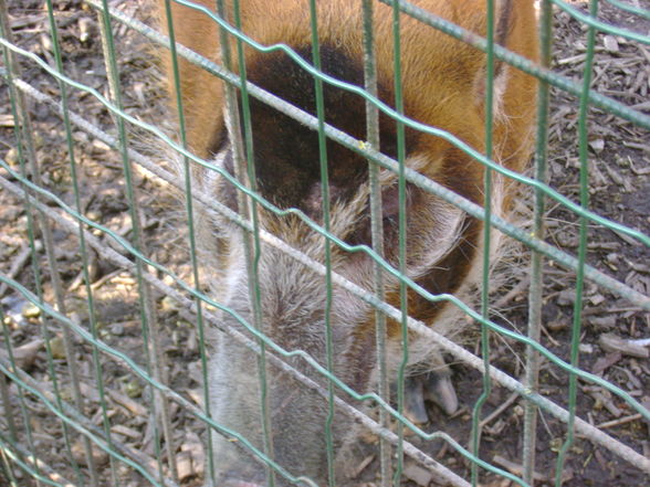 i mama,andy und bär in schmiding - 