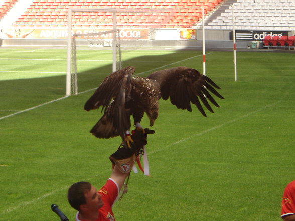 Club Benfica Lissabon - 