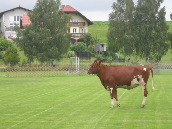 Brucker Fladenroulette 2011 - 