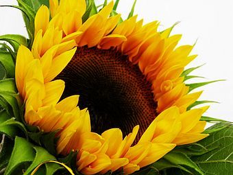 sonnenblumen - 