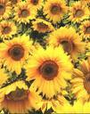 sonnenblumen - 