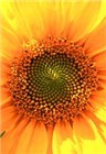 sonnenblumen - 