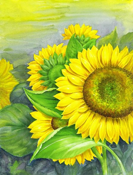 sonnenblumen - 