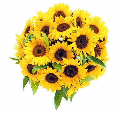 sonnenblumen - 