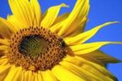 sonnenblumen - 