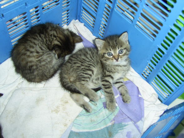 Katzenbabys - 