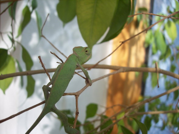 MeIn ChAmElEoN - 