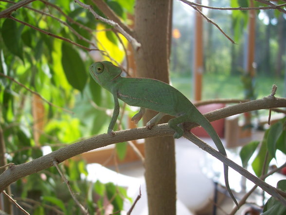 MeIn ChAmElEoN - 