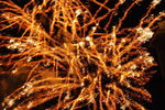 STADTFEST - 