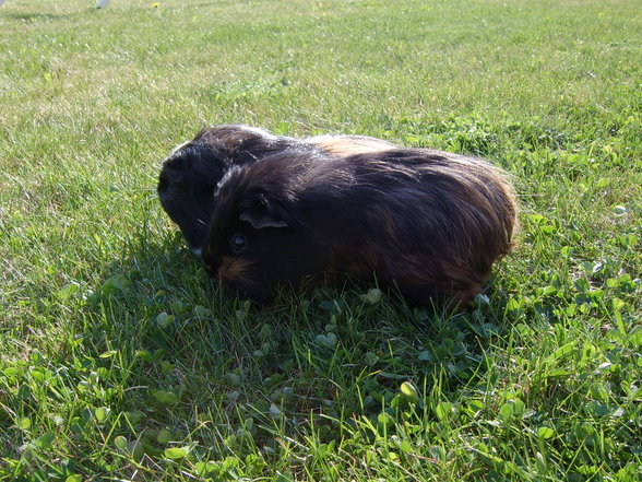 Meine Meerschweinchen - 