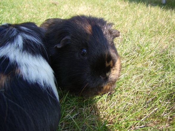 Meine Meerschweinchen - 
