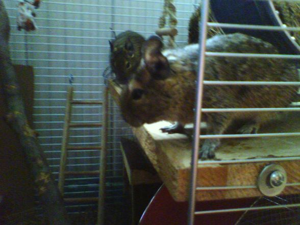 Meine Degus - 