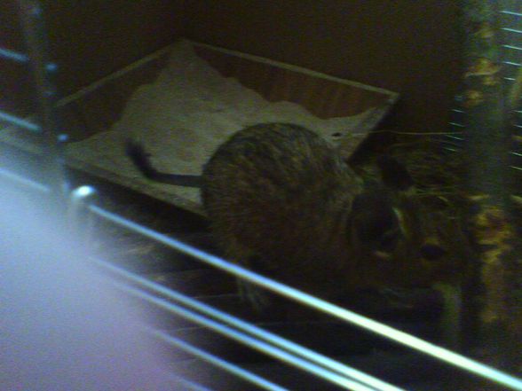 Meine Degus - 