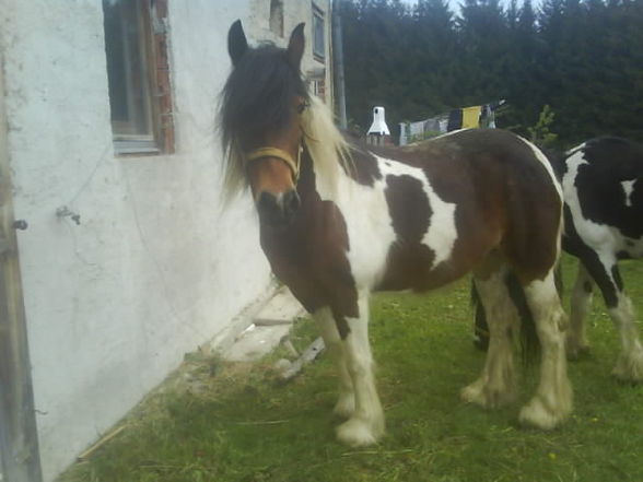 Illi mit ihrn killerpony!!!!*gg* - 