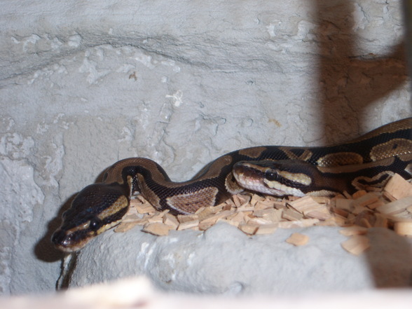 Unsere SNAKEis - 