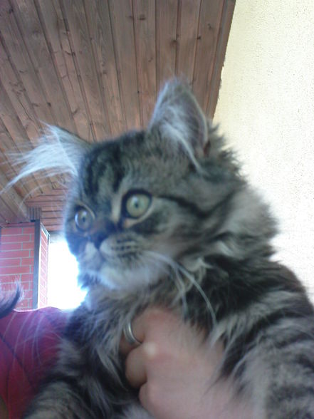 Cat "Gismo" - 