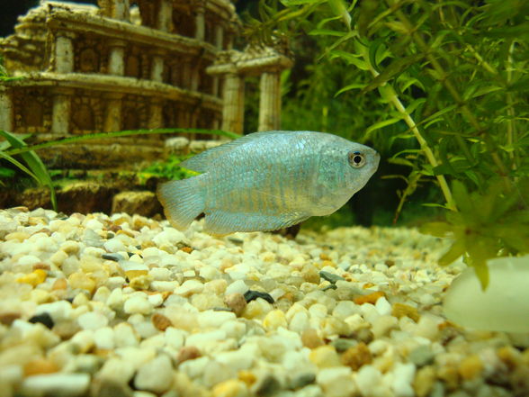 Unser Aquarium!! - 