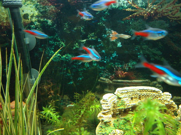 Unser Aquarium!! - 