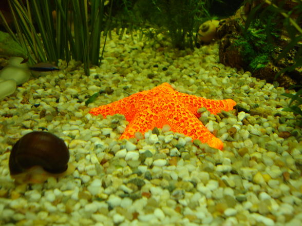 Unser Aquarium!! - 