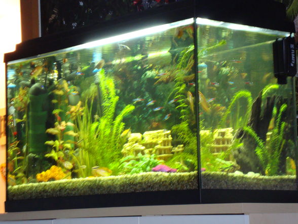 Unser Aquarium!! - 