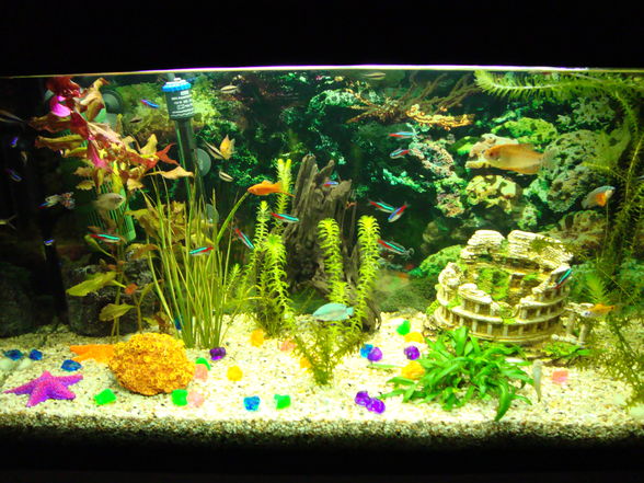 Unser Aquarium!! - 