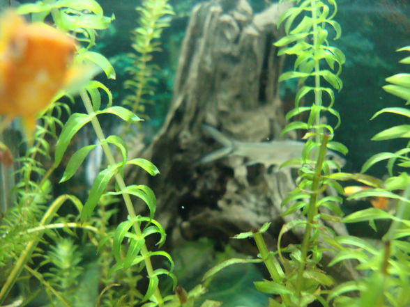 Unser Aquarium!! - 