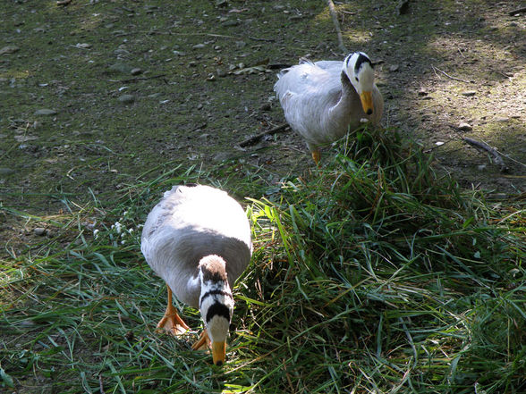 Tiere - Tierpark Wels - 