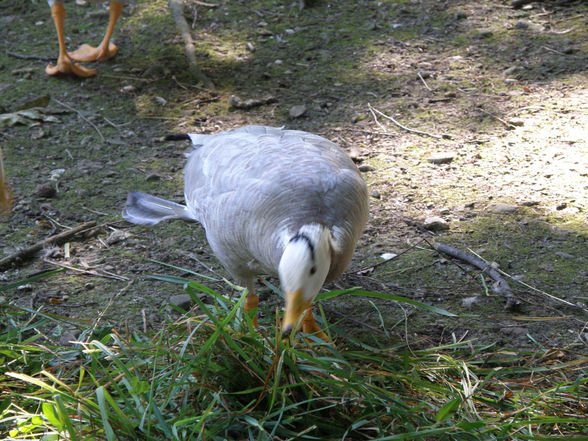 Tiere - Tierpark Wels - 