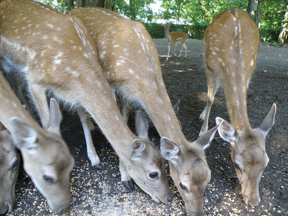 Tiere - Tierpark Wels - 