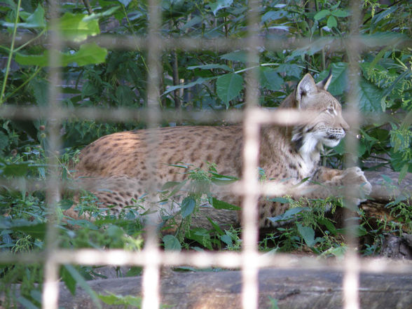 Tiere - Tierpark Wels - 