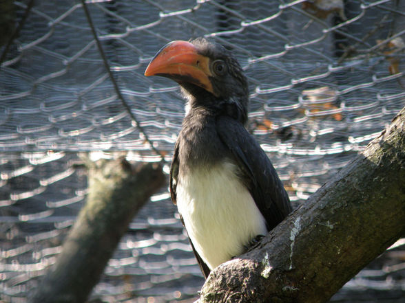 Tiere - Tierpark Wels - 